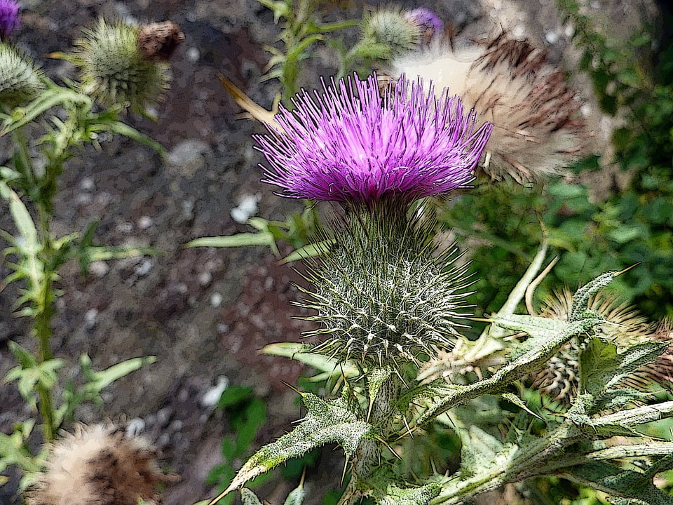 Thistle Scottish Scotland Symbol Purple Flower-20 Inch By ...