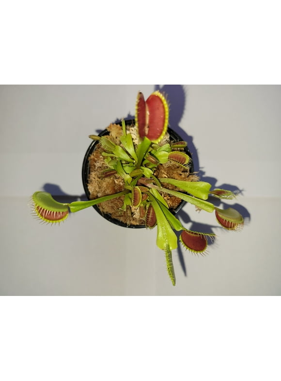 Venus Fly Trap Plants in Indoor Plants