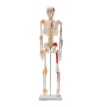 34" Tall Mini Human Skeleton Model with Metal Stand, Painted Muscle Insertion and Origin Points, Human Skeleton Model Includes Joint Ligaments for Human Anatomy Study
