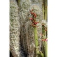 thumbnail image 3 of Johnson, George 11x14 Black Modern Framed Museum Art Print Titled - Cactus Flowers IV, 3 of 5