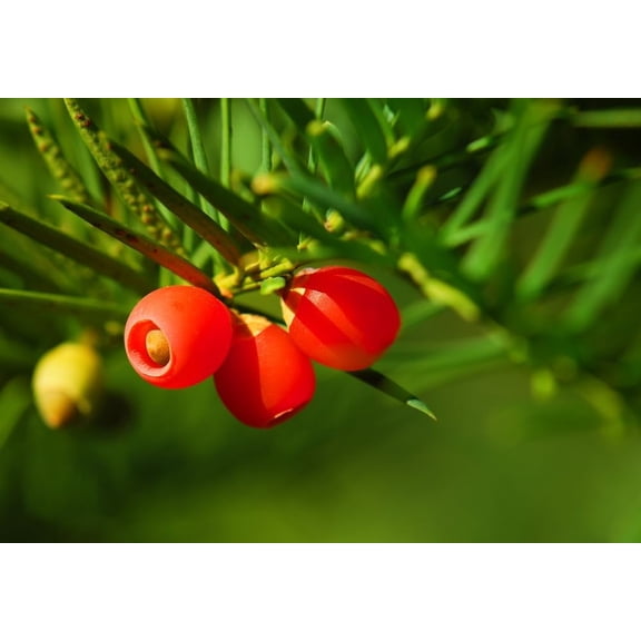 30 Japanese Yew Tree Seeds - Taxus cuspidata- Evergreen Shrub with Bright Red Fruits