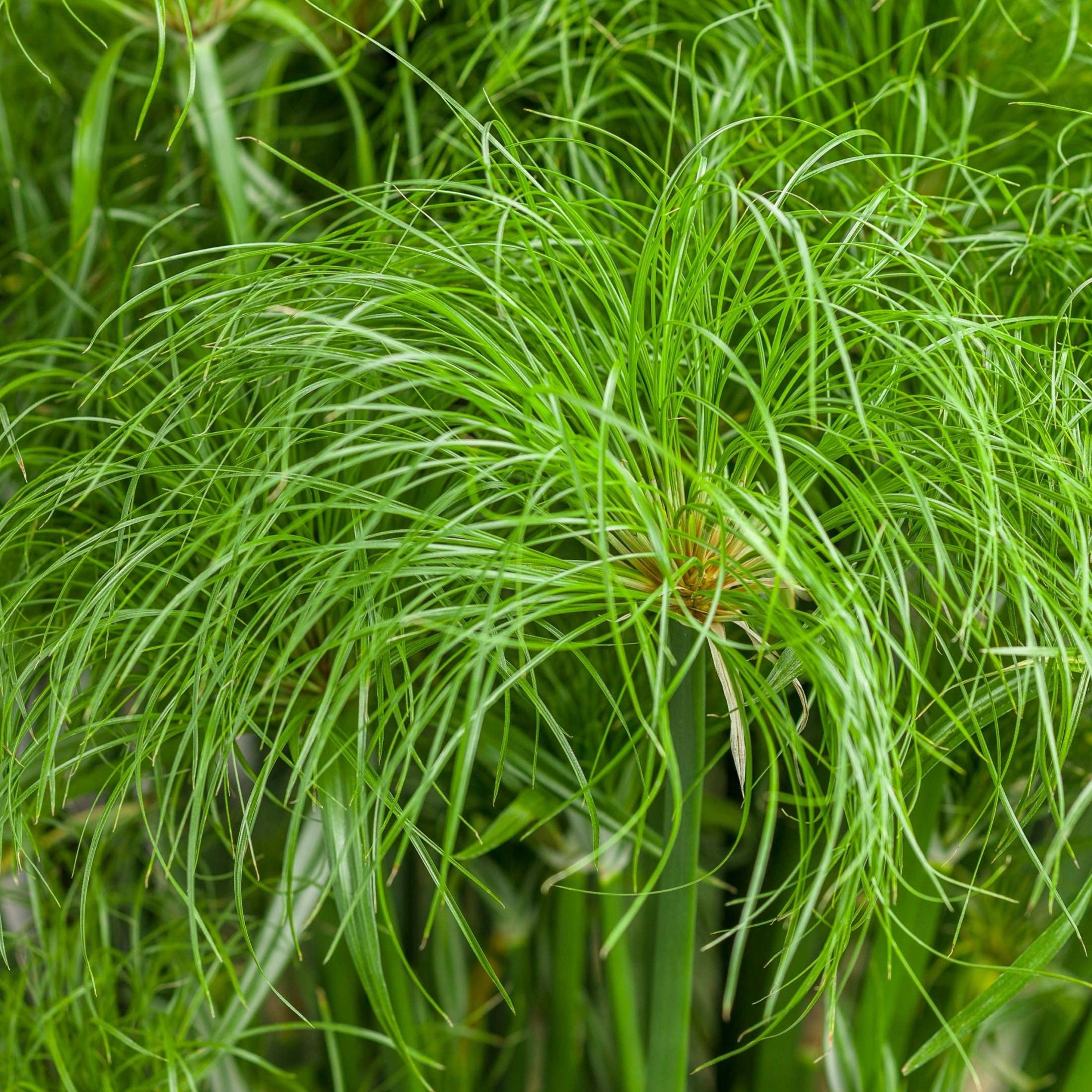 Proven Winners 5" Graceful Grasses Prince Tut Dwarf Egyptian Papyrus Live Plant in 4.5" Pot (4 Count)