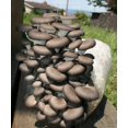 thumbnail image 4 of Kit de cultivo de hongos Root Mushroom Farm 1,4 kg Blue Oyster, 4 of 4