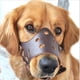 thumbnail image 4 of Bozal ajustable antimordeduras Bozal grande de cuero marrón para perros Bozal transpirable para morder y ladrar, 4 of 4