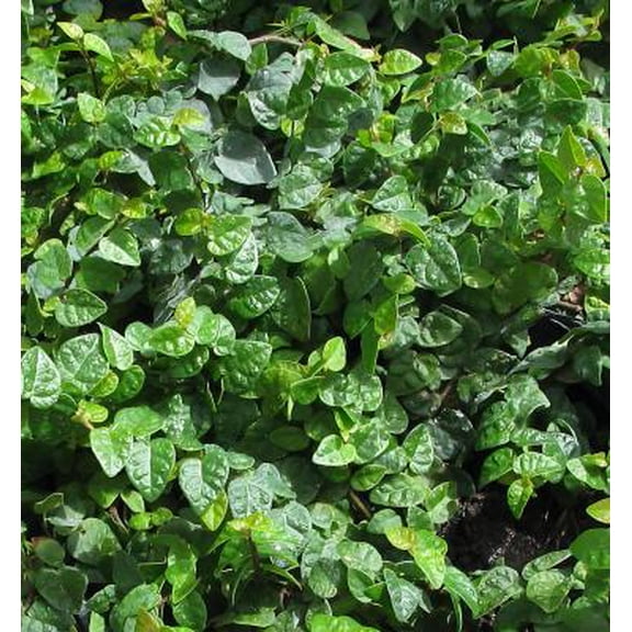 Classy Groundcovers, Creeping Fig, Fig Vine, Fig Ivy, Climbing Fig, Creeping Rubber Plant, Creeping Ficus (25 Pots, 3 1/2 inch square)