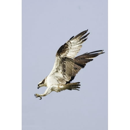 Osprey with Extended Talons Print Wall Art By Hal