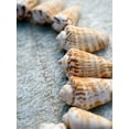 thumbnail image 2 of Ray, Elena 15x18 White Modern Wood Framed Museum Art Print Titled - Gifts of the Shore X, 2 of 4