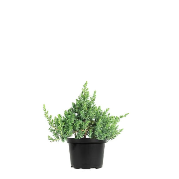 1 Gal. Blue Pacific Juniper Shrub - Drought Tolerant - Deer Resistant
