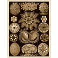 thumbnail image 2 of Haeckel, Ernst 15x18 Black Ornate Wood Framed with Double Matting Museum Art Print Titled - Haeckel Nature Illustrations: Ascidiae - Sepia Tint, 2 of 4