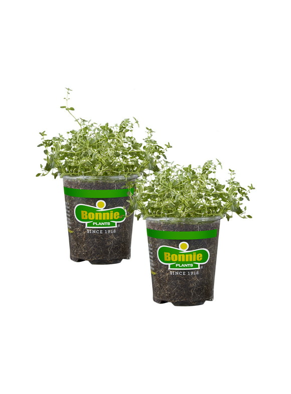 Bonnie Plants English Thyme 19.3 oz. 2-Pack