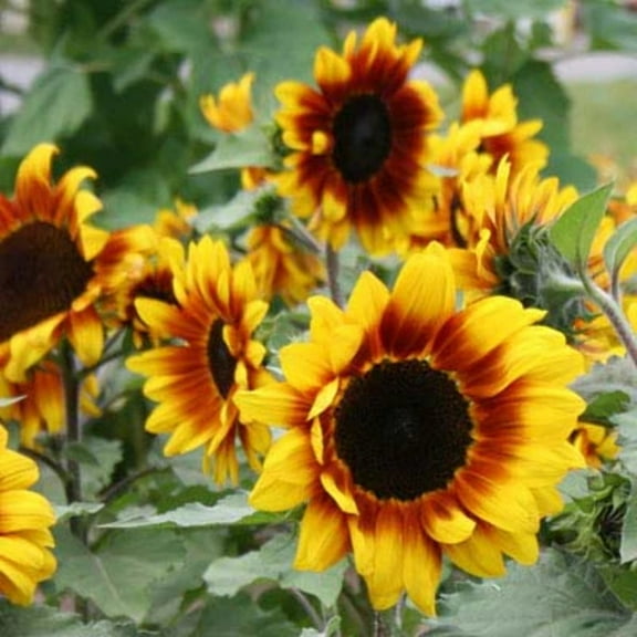 Sunflower Rio Carnival F1 Seed