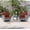 Red, variant on ACEGOSES 3-Piece Patio Sofa Set Rattan Swivel Rocking Chair Set Side Table Suiting Backyard, Poolside and Patio,Navy Blue