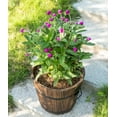 thumbnail image 4 of Small Wooden Whiskey Barrel Planter, 12" Dia 10" High, 4 of 11