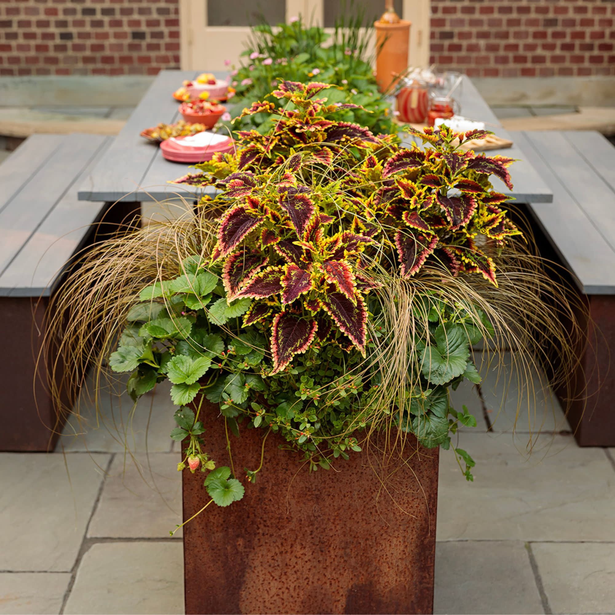 Proven Winners 4" Red ColorBlaze El Brighto Coleus Live Plant in 4.25" Pot (4 Count)