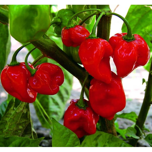 Carribean Red Habanero Pepper Plant Very Hot 4" Pot