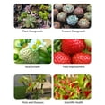 thumbnail image 4 of Graflsoa Full Spectrum LED Grow Light with 5-Level Dimming & Timer, 72 LED Beads, USB-Powered Indoor Plant Light, Hanging 5V Quantum Board for Plants, Dual-Head Design L3, 4 of 6