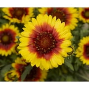 Qt Gaillardia
