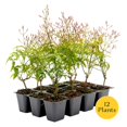thumbnail image 3 of 12 Pink Jasmine – Highly Fragrant White-Blooming Evergreen Climbing Vine for Trellises, Fences & Containers – (Jasminum polyanthum) in 2.5″ Cubes, Live Plants, 3 of 8