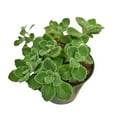 thumbnail image 5 of Live House Plants Indoor Plants 4‘’Pot Vicks Plant/Plectranthus Plant, 5 of 5