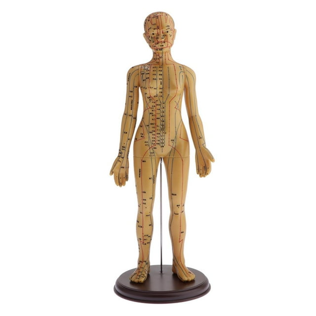 MagiDeal Acupuntura Humana y Moxibustión Modelo Femenino 48 cm 50 cm