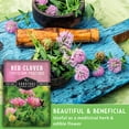 thumbnail image 4 of 5 Packs Red Clover Seeds - Non-GMO Heirloom Full Sun Annual Herb Seed, 4 of 6