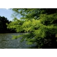 thumbnail image 6 of Bald Cypress  10 Live Trees  Taxodium Distichum  Fast Growing Shade Tree Wet Tolerant, 6 of 9