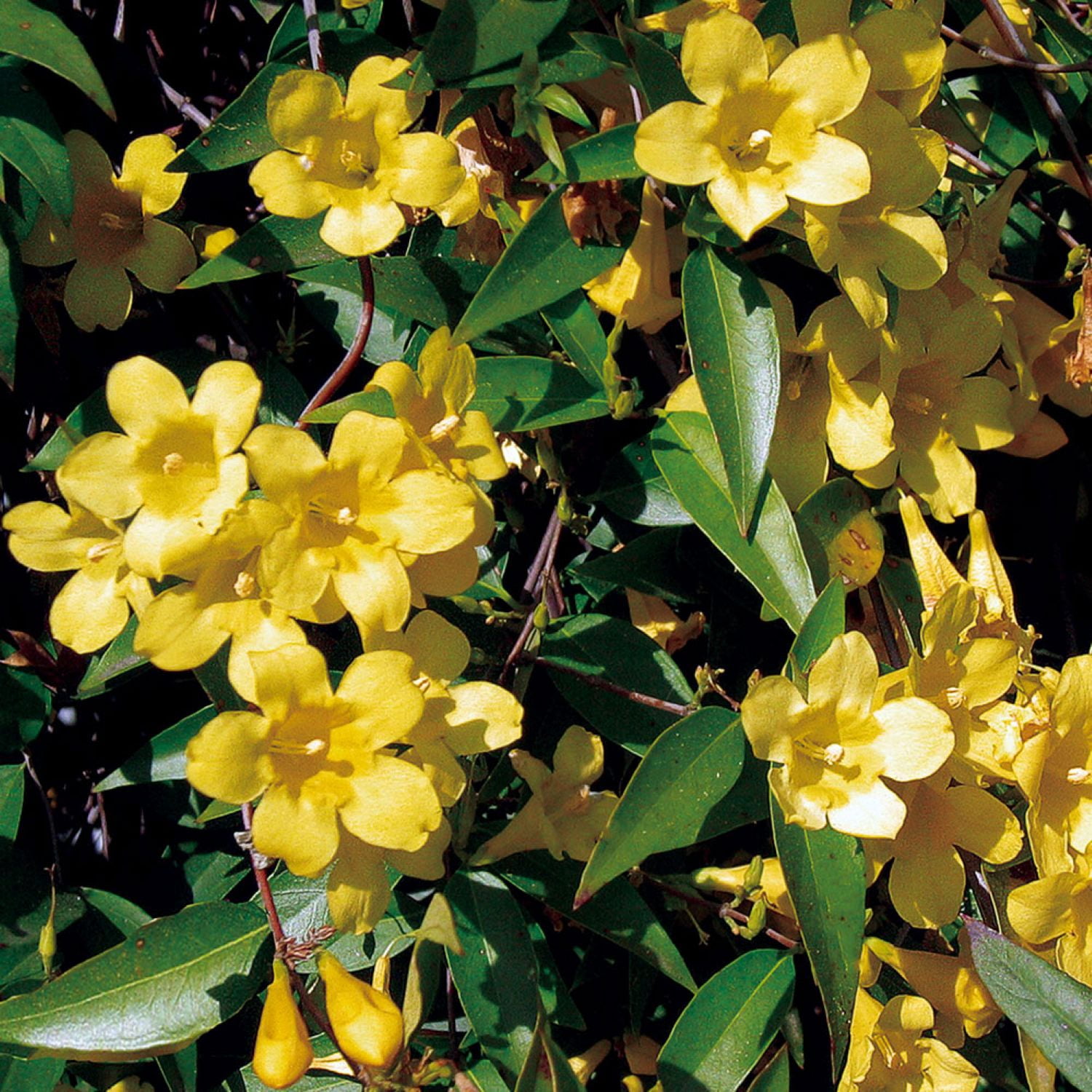 Expert Gardener Carolina Jessamine (2.5 Gallon) Semi-Evergreen Blooming Vine with Yellow Flowers - Full Sun to Part Sun Live Outdoor Plant