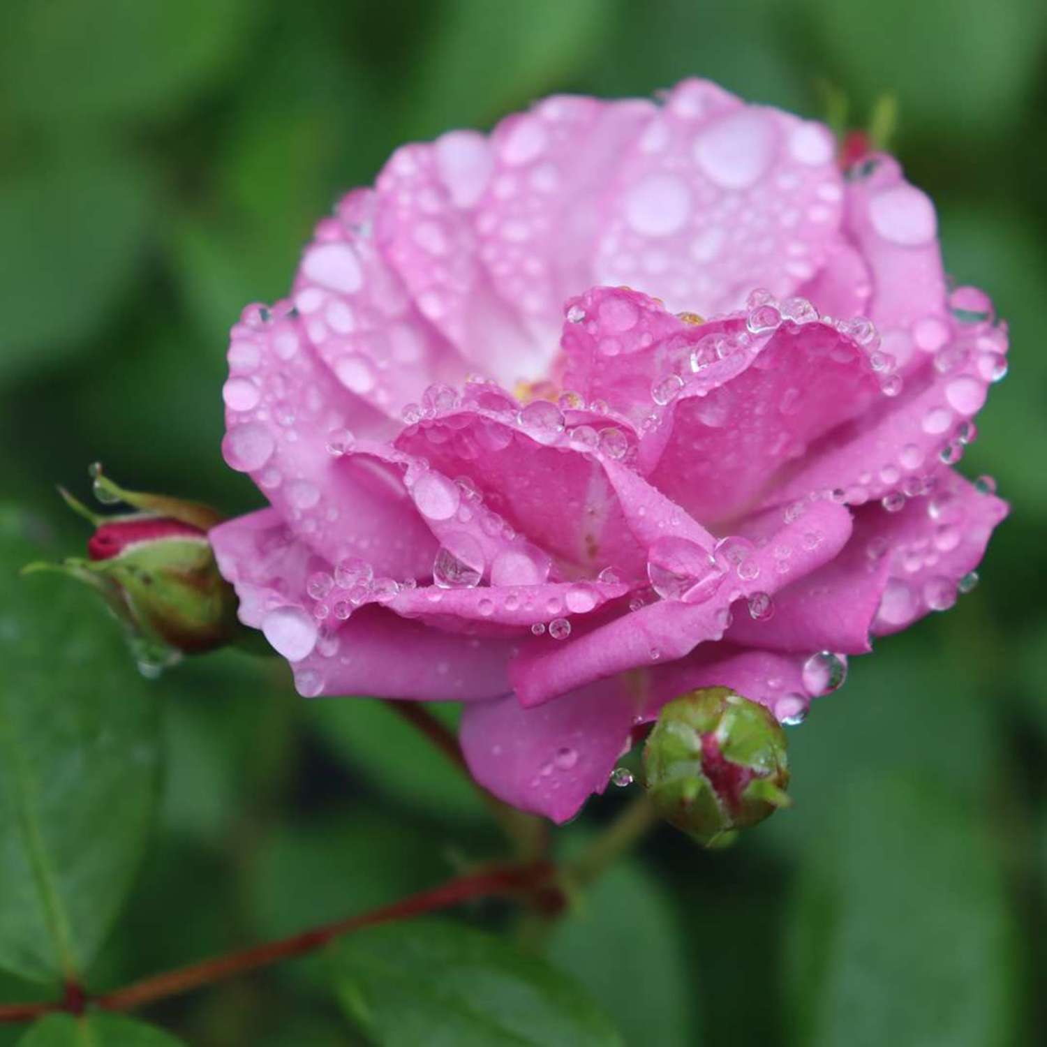 Proven Winners ColorChoice 5" Purple Rise Up Lilac Days Rose Live Plant in 4.5" Pot (4 Count)