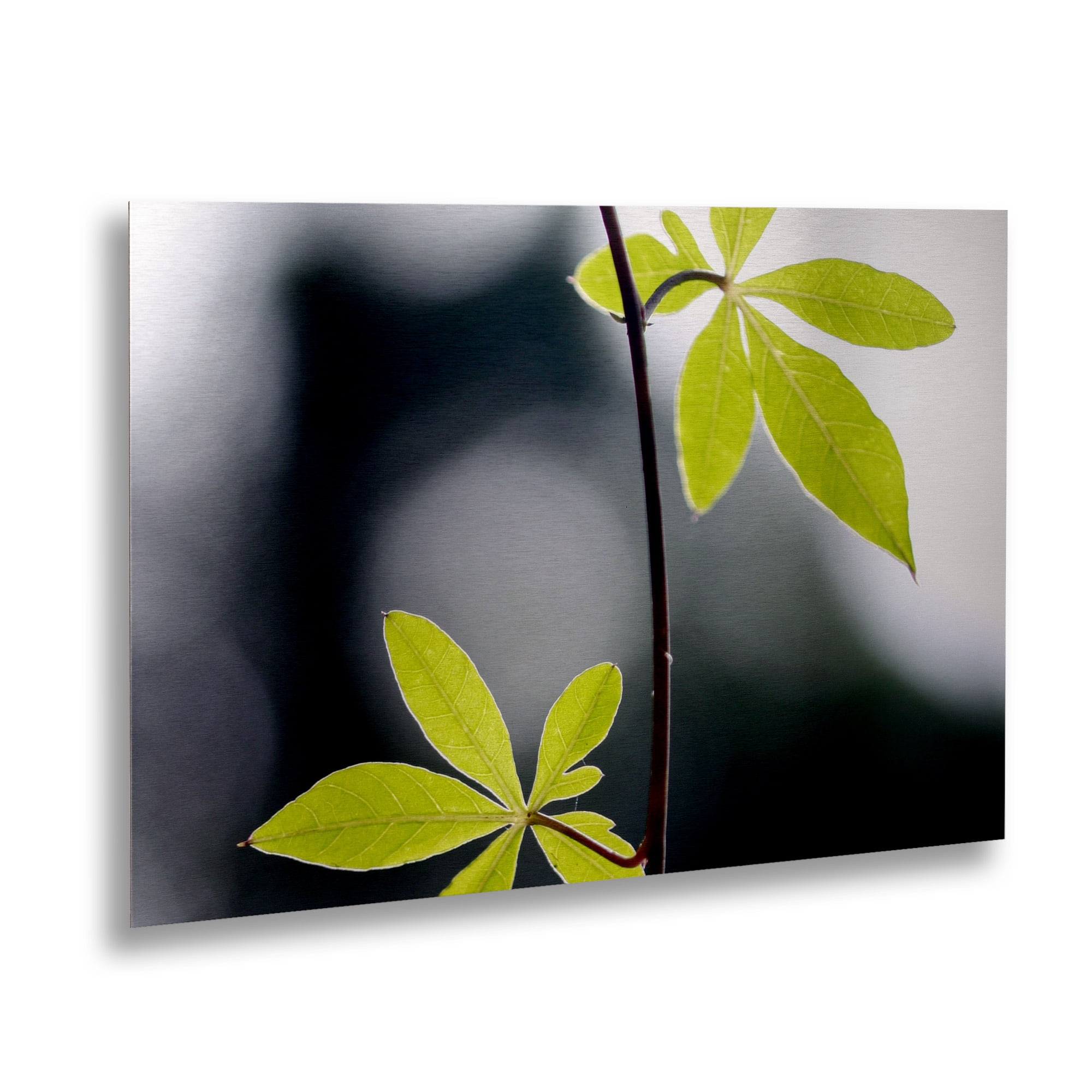 Trademark Fine Art 'Two of Us' Brushed Aluminum Wall Art Art by Beata Czyzowska Young