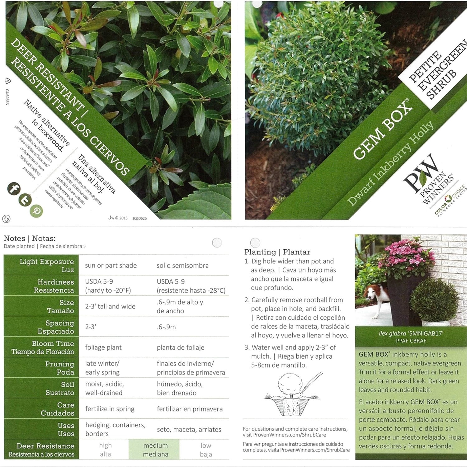 Proven Winners ColorChoice 5" Gem Box Inkberry holly Live Plant in 4.5" Pot (4 Count)