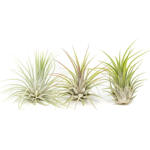 Air Plant Shop XL Tillandsia Ionantha Guatemala- Wholesale and Bulk - Succulents - Live Tillandsia - Easy Care Indoor and Outdoor House Plants (Pack of 10)