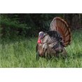 thumbnail image 2 of Jones, Adam 32x23 Gold Ornate Wood Framed with Double Matting Museum Art Print Titled - Male wild turkey in full breeding display Great Smoky Mountains-National Park-Tennessee, 2 of 4