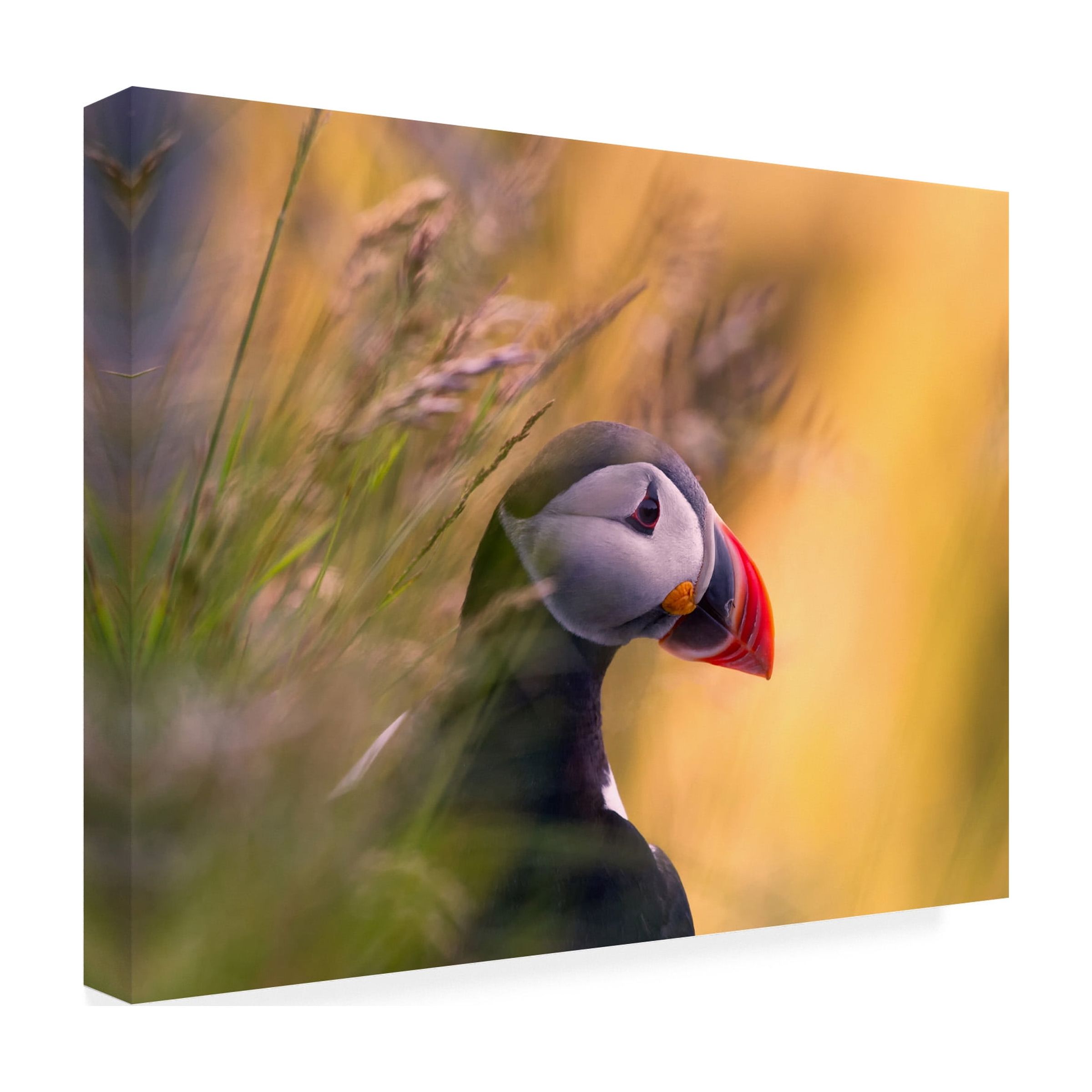 Bjorn A Hveding 'Resting Puffin' Canvas Art