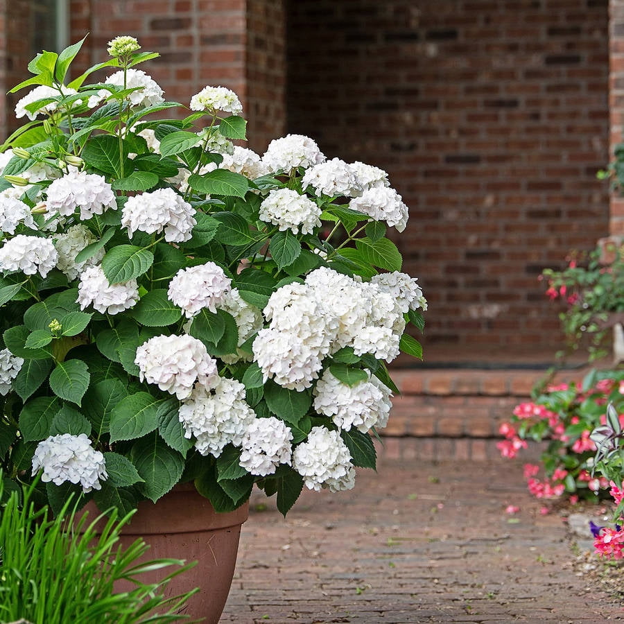 Image of Endless Summer Hydrangea with White Blooms