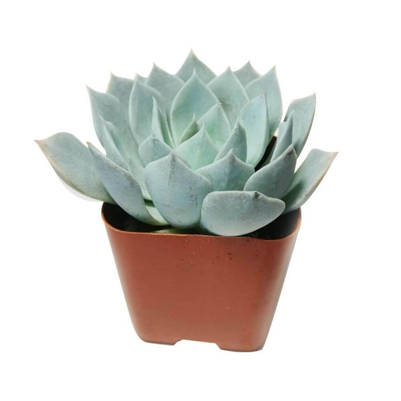 Echeveria Blue Fairy (2"  Plastic Pot) - Tiny, Lovely, Easy to Care Rosette Succulents - Live Succulents for Home Indoor Place