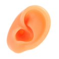 thumbnail image 5 of Silicone Ear Model Soft Flexible Right Ear Reusable Human Ear Model for Ear Piercing Training Earrings Display Left, 5 of 5
