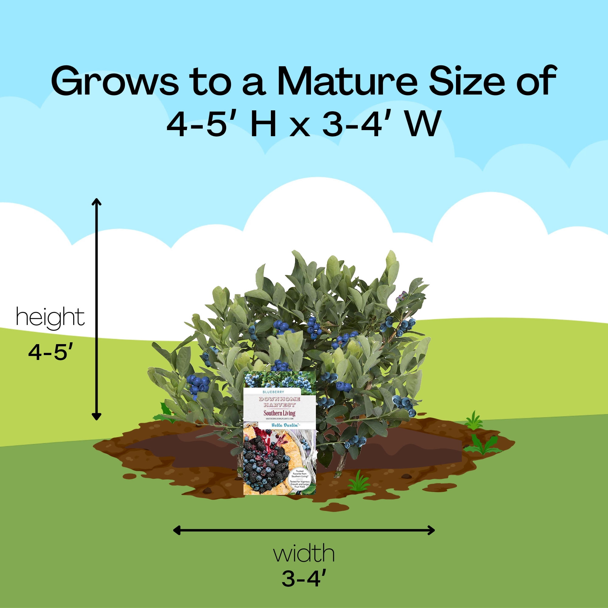 Southern Living Blueberry Hello Darlin Live Shrub in 2-Gallon Grower Pot