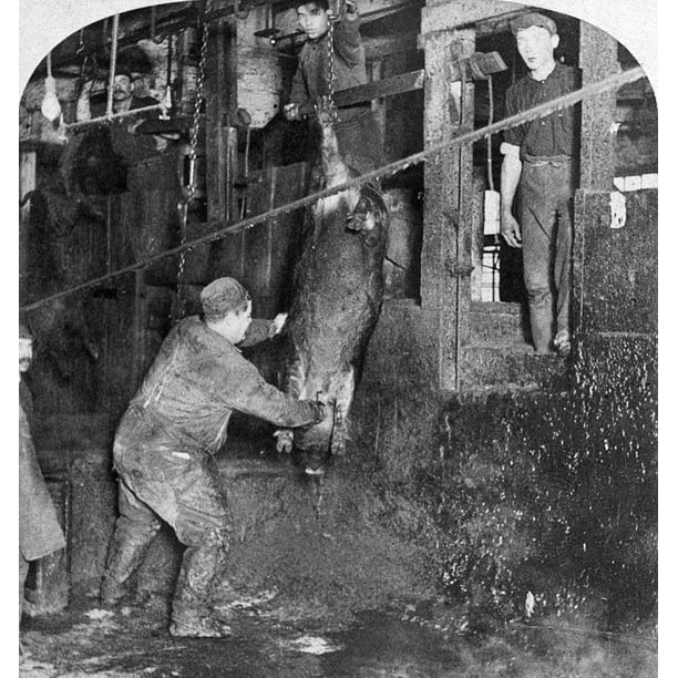 Chicago Meatpacking. /Nfactory Workers Sticking Hogs At The Armour And