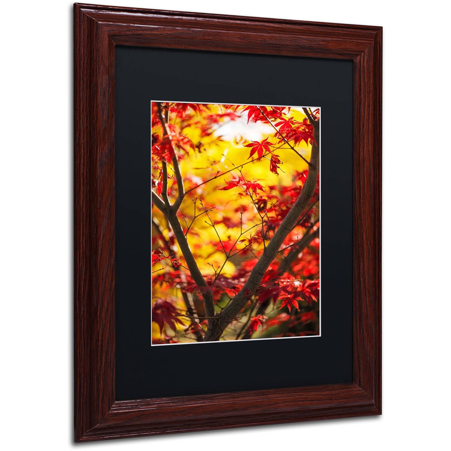 Trademark Fine Art "Morning Jive" Canvas Art by Philippe Sainte-Laudy Black Matte, Wood Frame