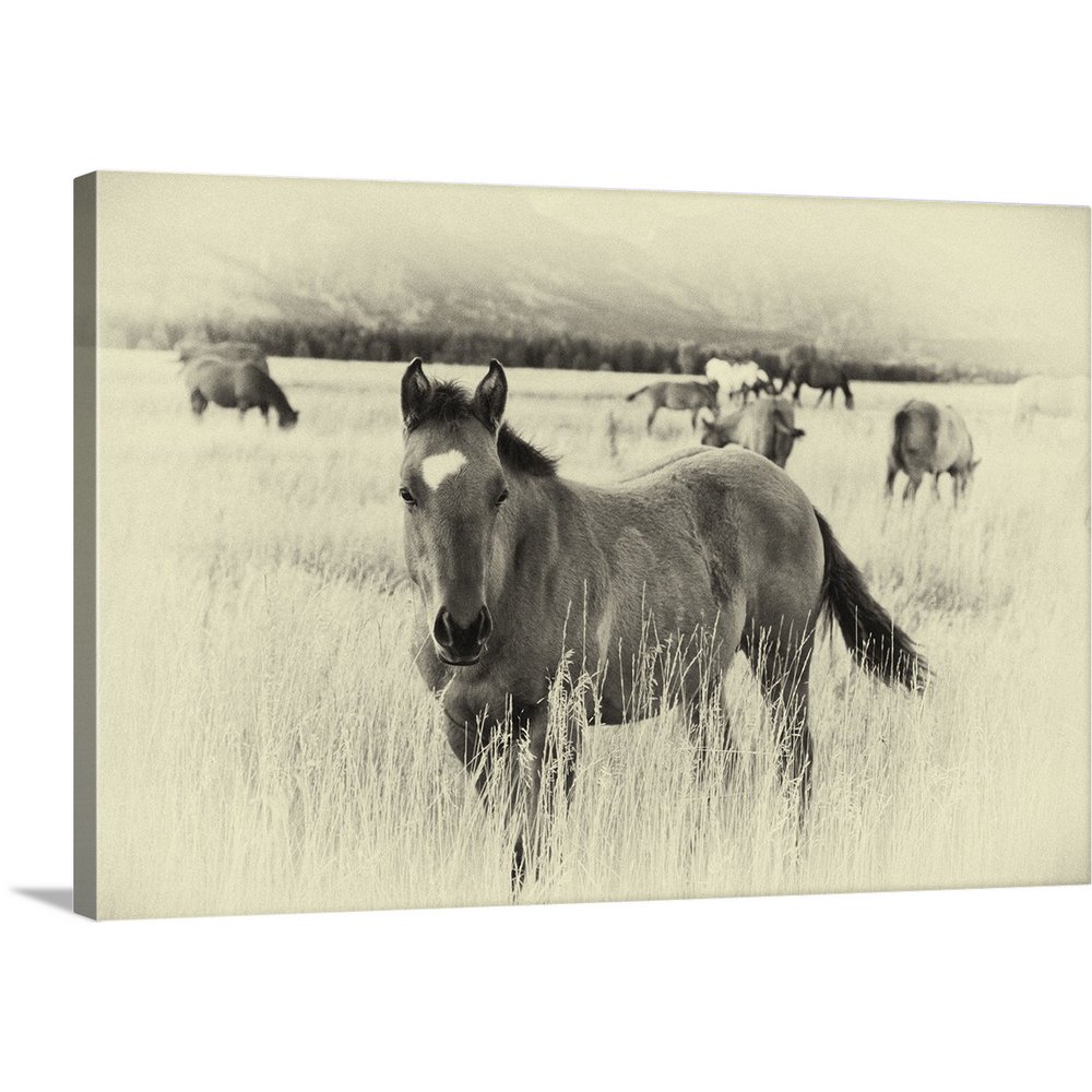 Great BIG Canvas "Western Horse" Canvas Wall Art 24x16 Walmart