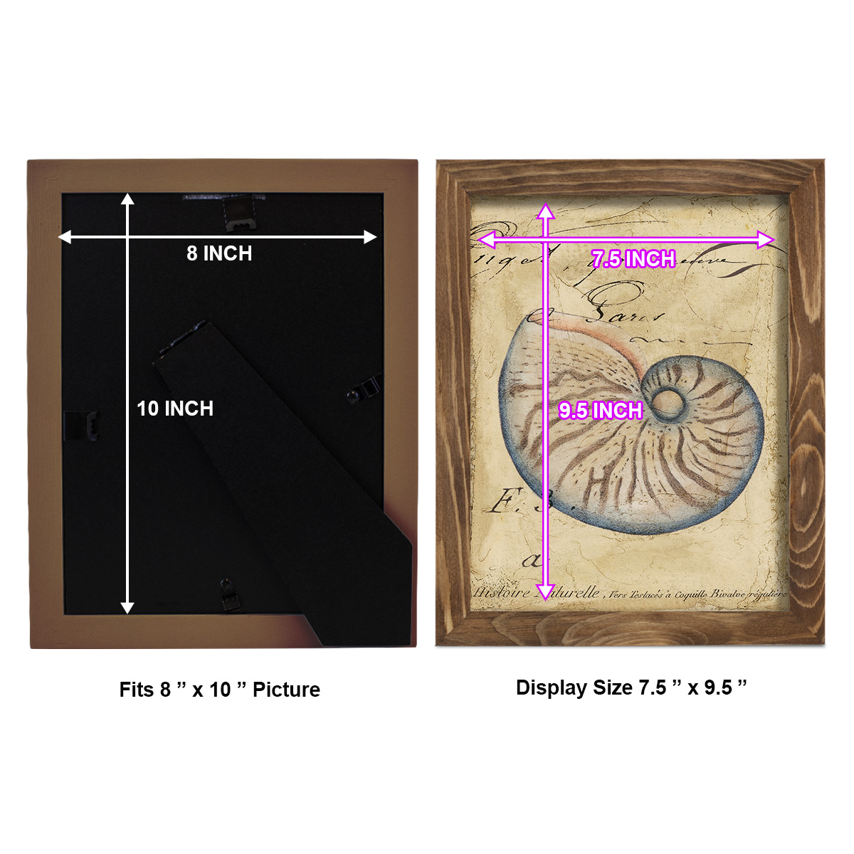Seashell Ephemera II - Framed Print w/glass - Walnut