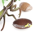 thumbnail image 2 of Juego de crecimiento de insectos para niños Sunnimix 1 Juego de ciclo un 4 accesorios señanza juguete educativo, 2 of 7