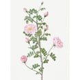 thumbnail image 2 of Redoute, Pierre Joseph 12x14 White Modern Wood Framed Museum Art Print Titled - Double Pink Scotch Briar, Red Pimple Rose, Rosa pimpinellifolia rubra, 2 of 4