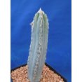 Pilosocereus pachycladus "Super Blue" Very Hairy Columnar 6"10" Tall