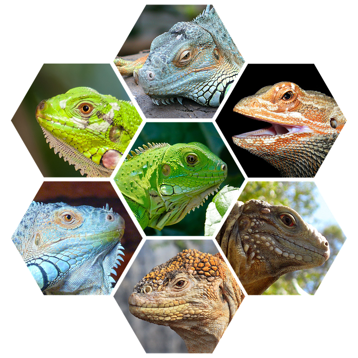 Reptiles Lizard Predator Wild Animal Carnivores- 12 Inch By 18 Inch