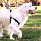 thumbnail image 1 of Dog Tie Out Cable Dog Runner for Yard Steel Wire Dog Leash with Superior Spring Large Dog Running in, 1 of 5