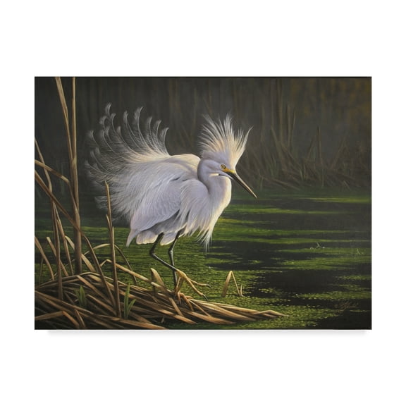 Trademark Fine Art 'White Heron Feathers' Canvas Art by Wilhelm Goebel