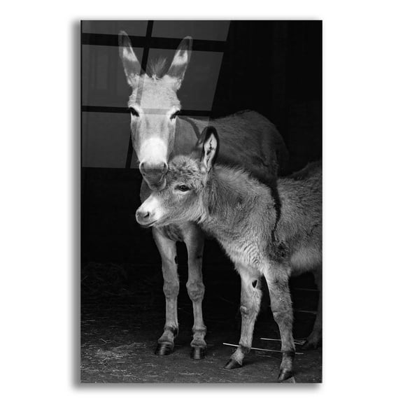 Epic Art 'jelly bean & Mom' by Susan Friedman, Acrylic Glass Wall Art, 12"x16"