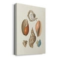 thumbnail image 2 of Knorr Shells & Coral I Premium Gallery Wrapped Canvas - Ready to Hang, 2 of 9