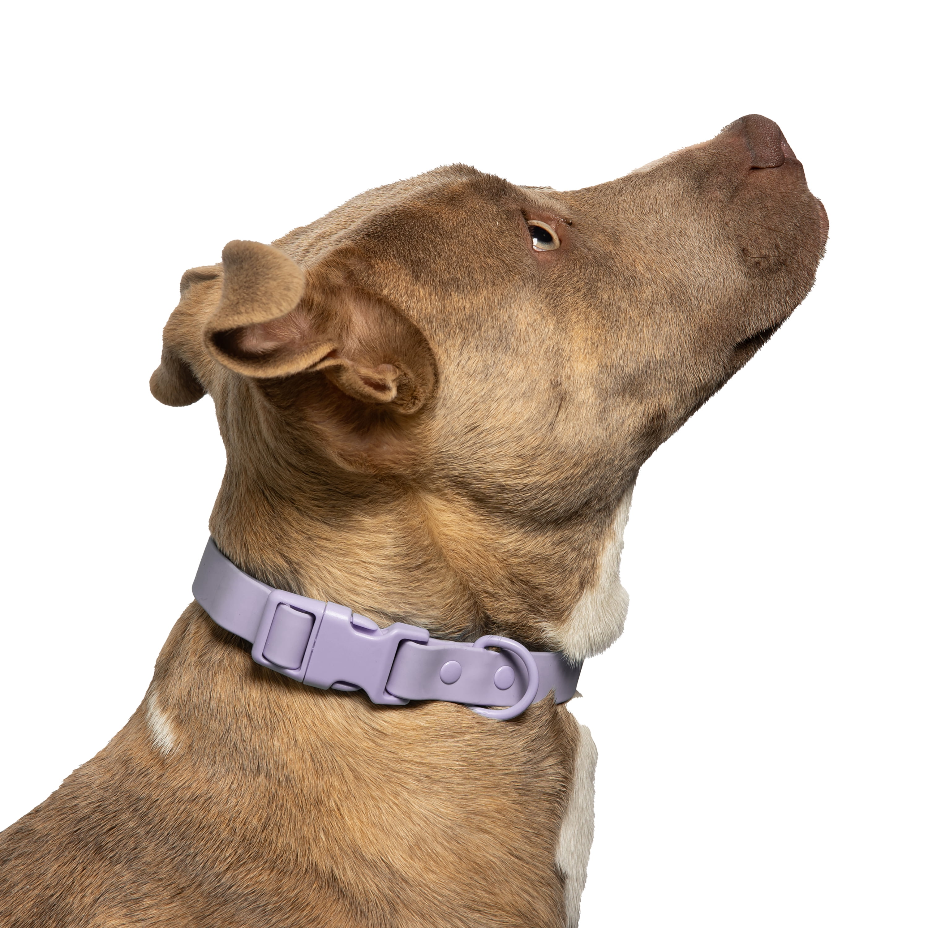 Vibrant Life Water Resistant Adjustable Dog Collar, Lavender, S